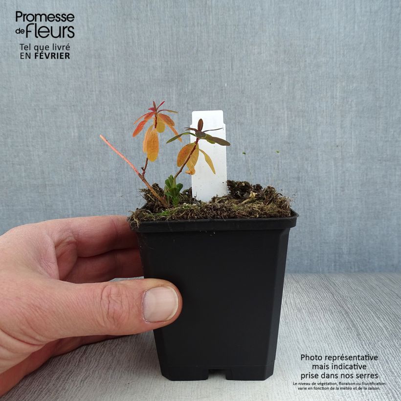 Example of Euphorbia polychroma Purpurea - Euphorbe polychrome Kweekpotje van 8/9 cm as you get in hiver