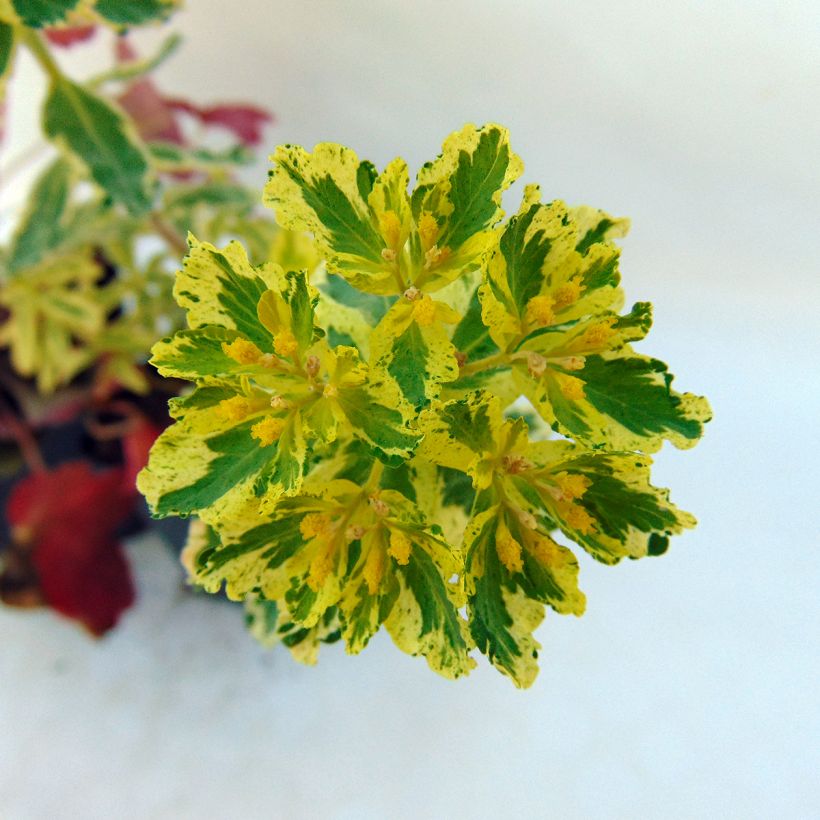 Euphorbia polychroma Variegata - Kleurige wolfsmelk (Bloei)