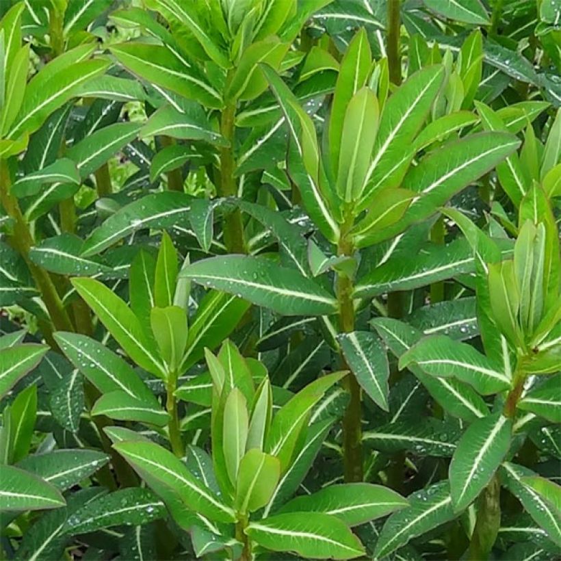 Euphorbia schillingii - Wolfsmelk (Foliage)