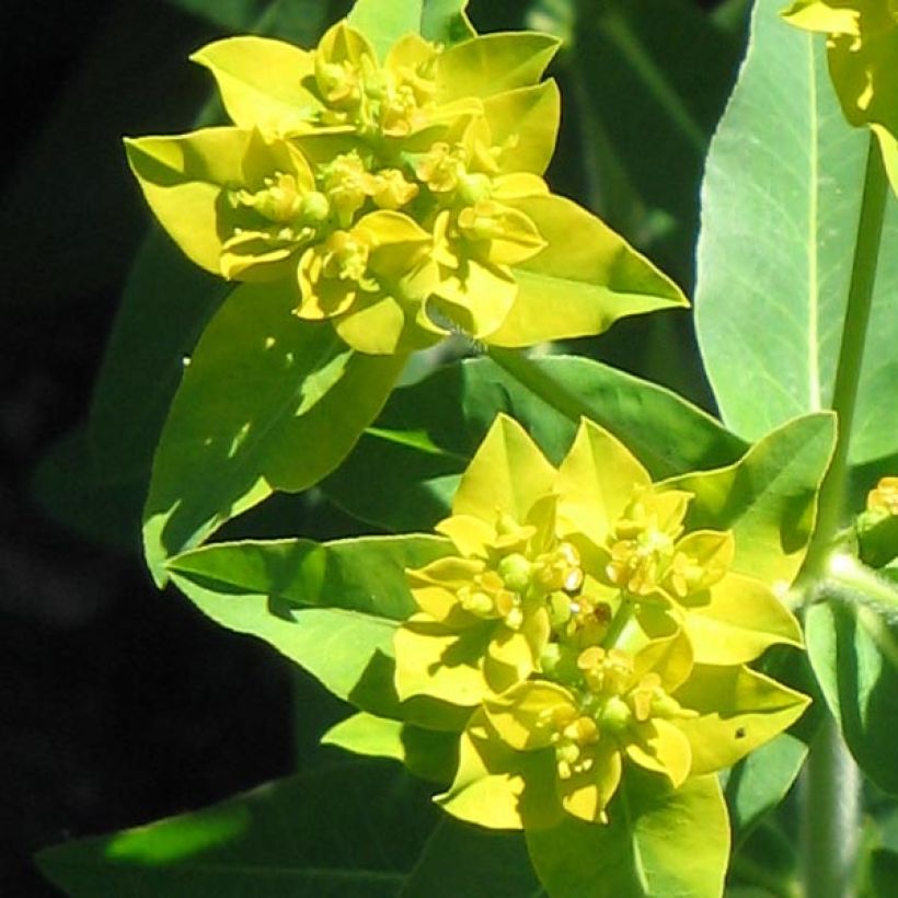 Euphorbia schillingii - Wolfsmelk (Flowering)