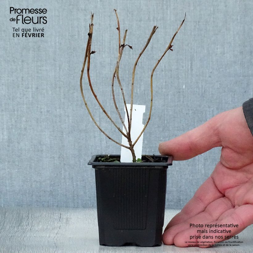 Example of Euphorbia schillingii - Wolfsmelk Kweekpotje van 8/9 cm as you get in hiver