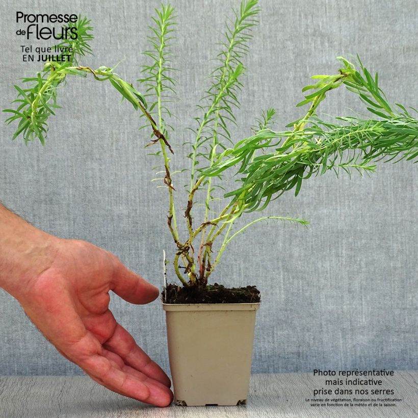 Exemplaar van Euphorbia seguieriana niciciana - Wolfsmelk Kweekpotje van 8/9 cm zoals geleverd in de zomer