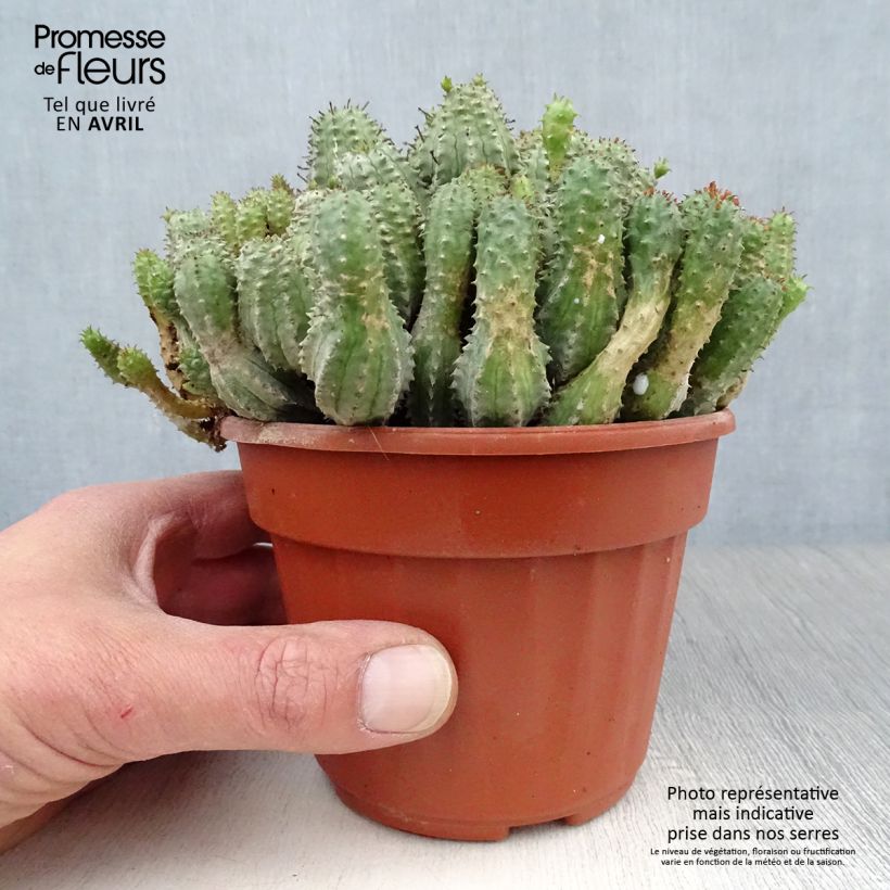 Exemplaar van Euphorbia submammillaris - Succulente wolfsmelk Pot van 12 cm / 13 cm zoals geleverd in de lente