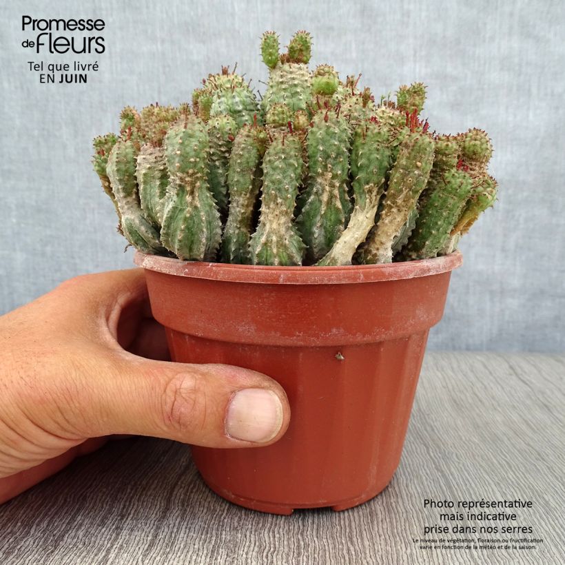 Exemplaar van Euphorbia submammillaris - Succulente wolfsmelk Pot van 12 cm / 13 cm zoals geleverd in de zomer