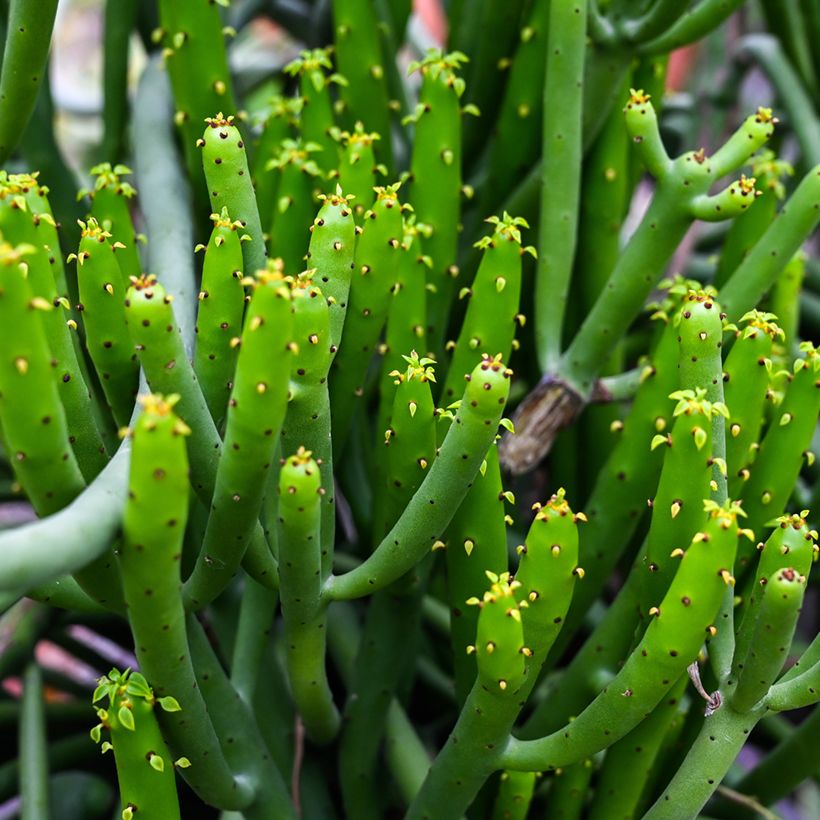 Euphorbia tirucalli - Potloodplant (Blad)