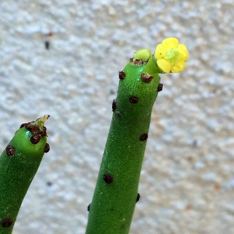 Euphorbia tirucalli - Potloodplant (Bloei)
