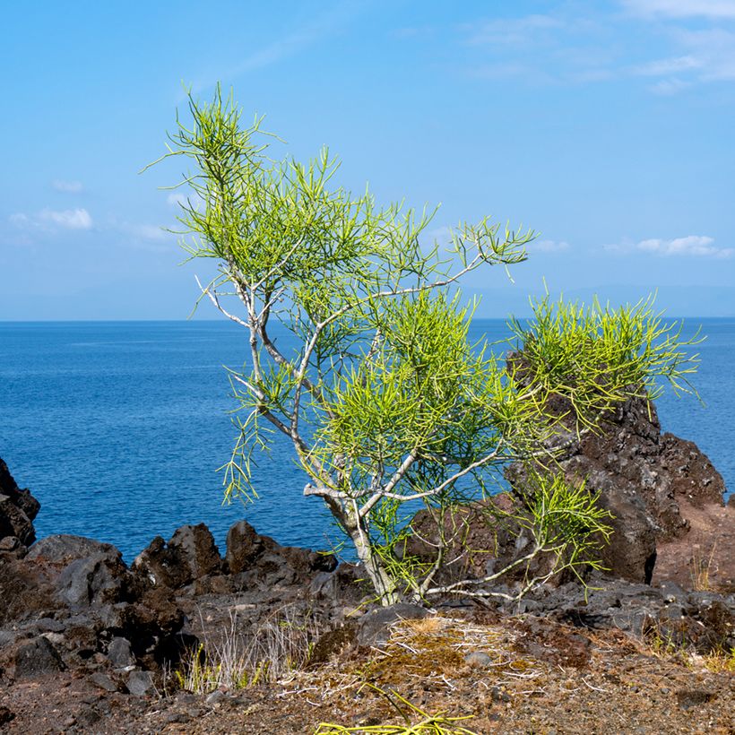 Euphorbia tirucalli - Potloodplant (Groeiplaats)