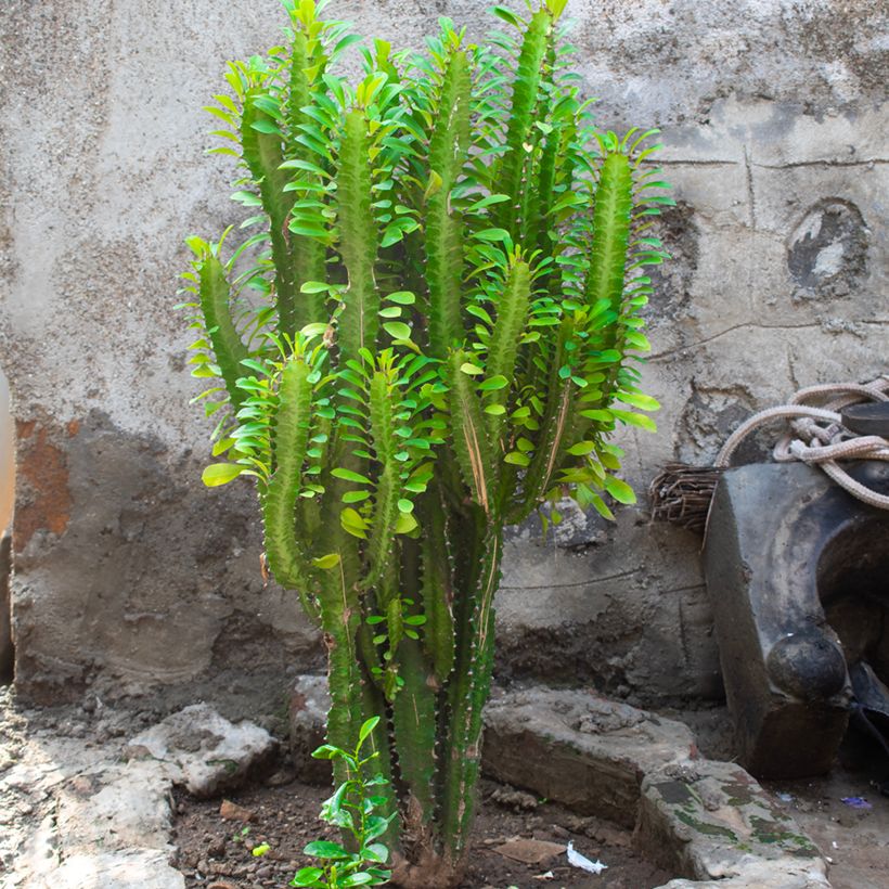 Euphorbia trigona - Afrikaanse melkboom (Groeiplaats)