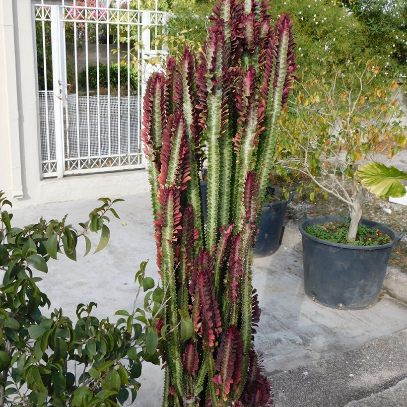 Euphorbia trigona rubra - Afrikaanse melkboom (Groeiplaats)