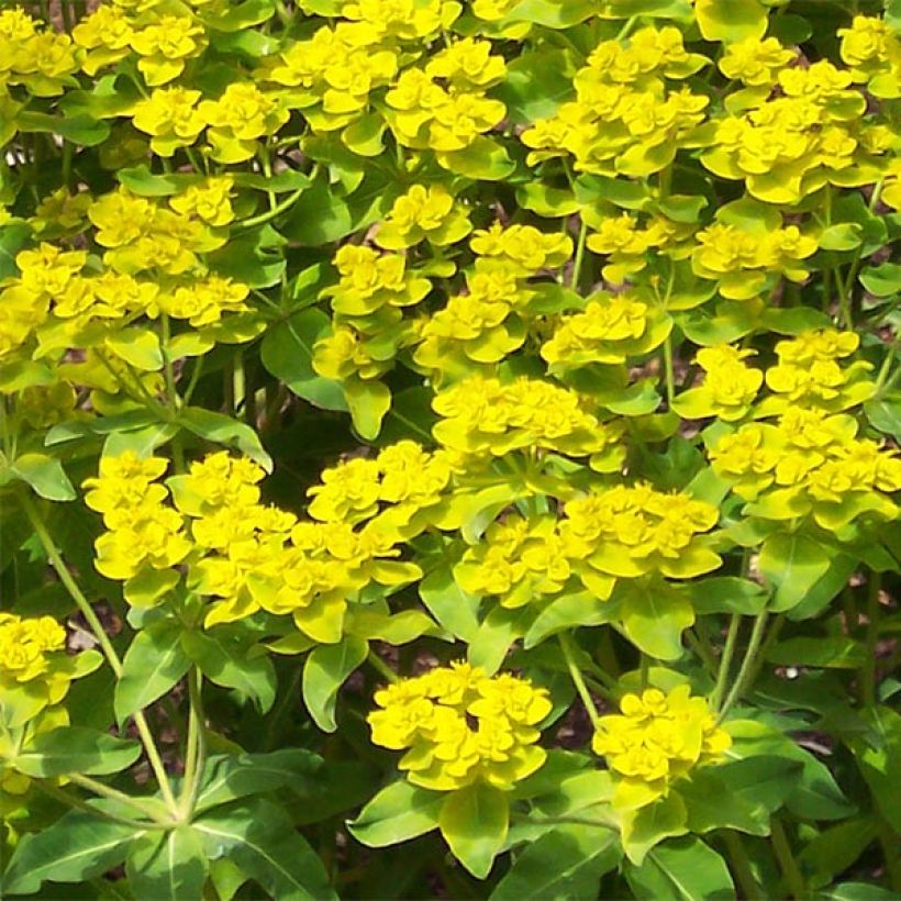 Euphorbia wallichii - Wolfsmelk (Bloei)
