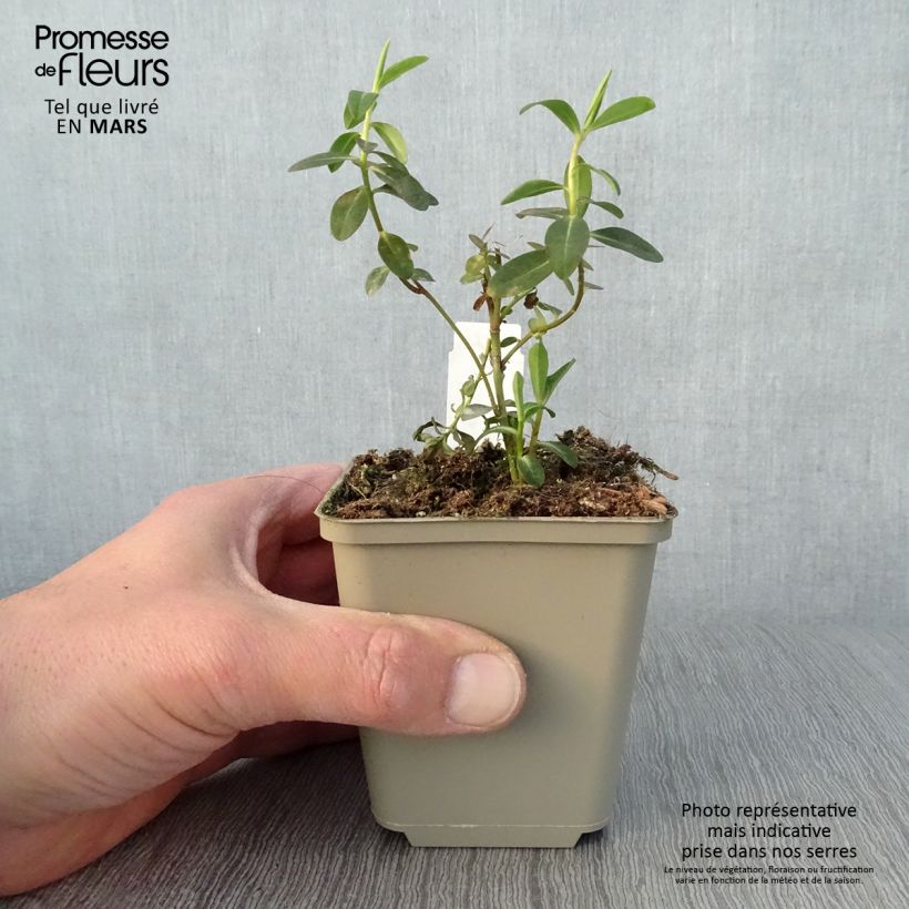 Exemplaar van Euphorbia wallichii - Wolfsmelk Kweekpotje van 8/9 cm zoals geleverd in de lente