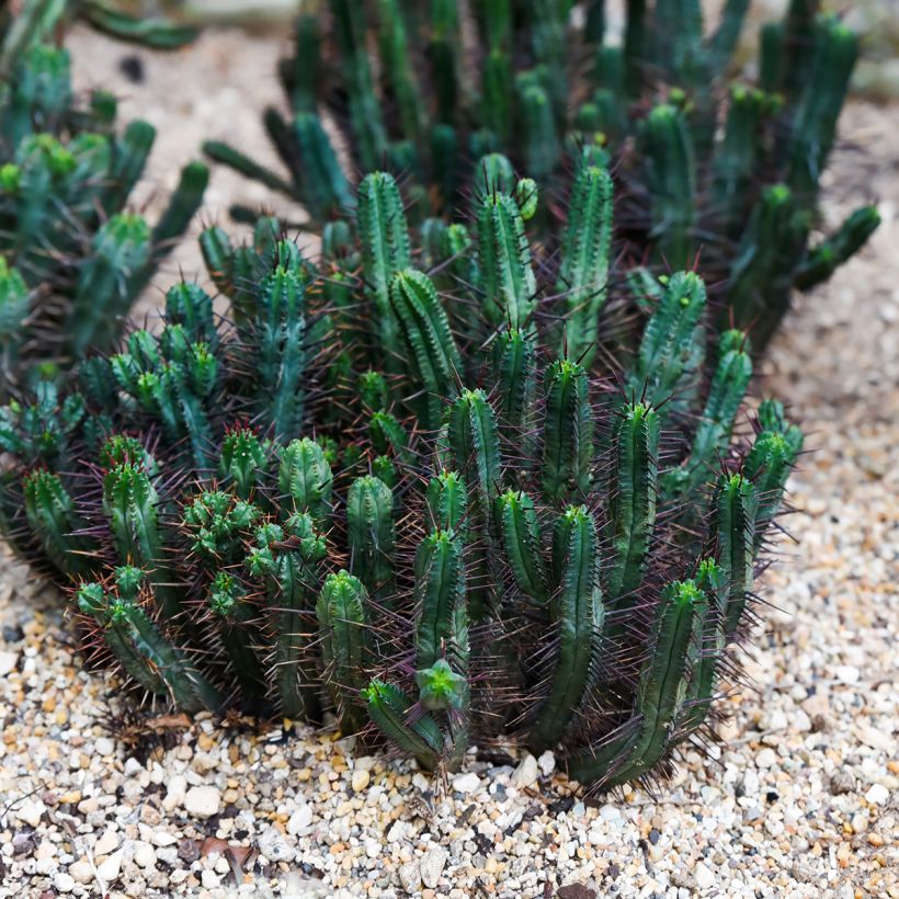 Euphorbia enopla - Wolfsmelk (Groeiplaats)