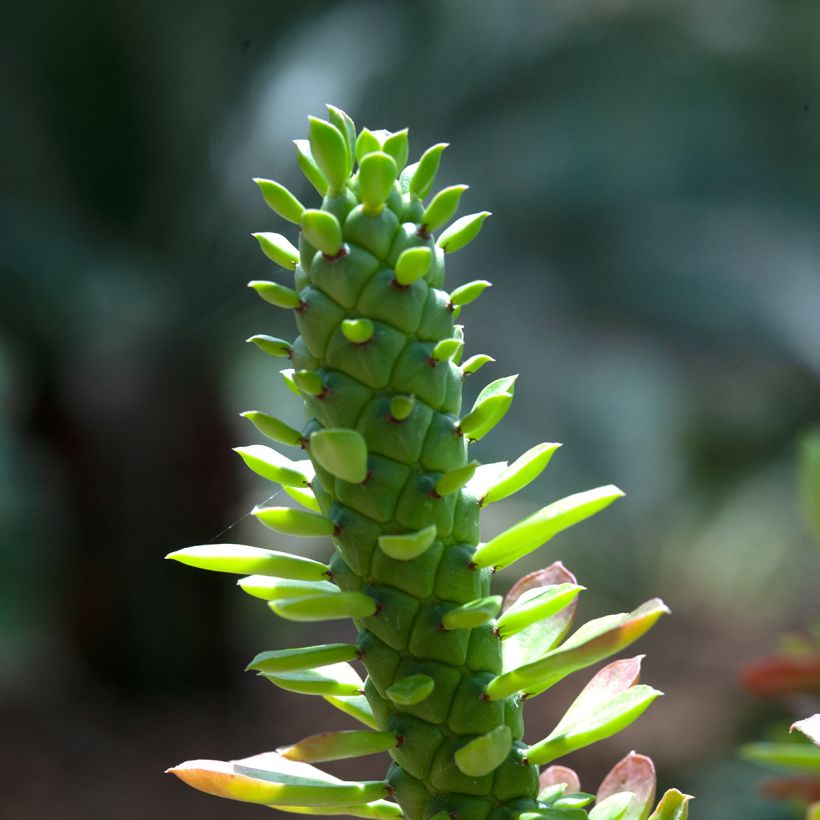 Euphorbia ritchiei - Wolfsmelk (Blad)