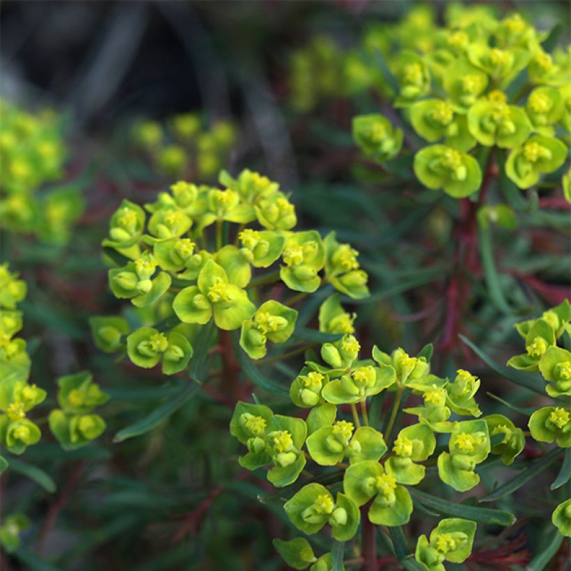 Euphorbia cyparissias Fens Ruby - Cipreswolfsmelk (Flowering)