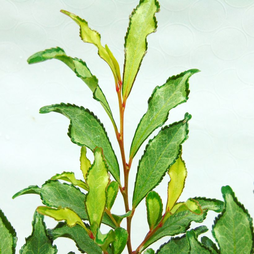 Eurya japonica Moutiers - Japanse eurya (Foliage)