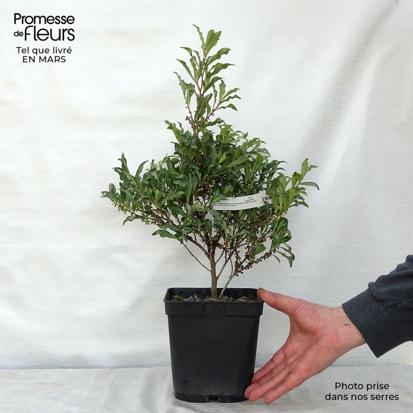 Example of Eurya japonica Moutiers Pot van 2 l/3 l as you get in printemps