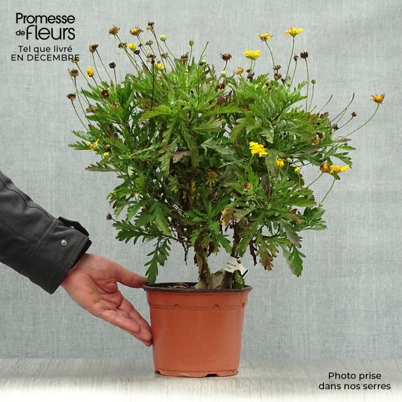 Example of Euryops chrysanthemoides - Marguerite de la savane. Pot van 2 l/3 l as you get in hiver