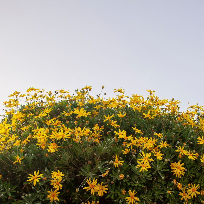 Euryops chrysanthemoides Sonnenschein - Zuid-Afrikaanse margriet (Plant habit)