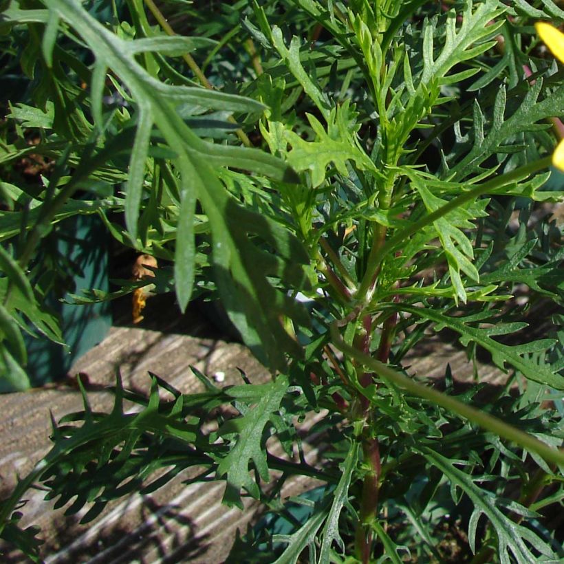 Euryops pectinatus - Zuid-Afrikaanse margriet (Foliage)