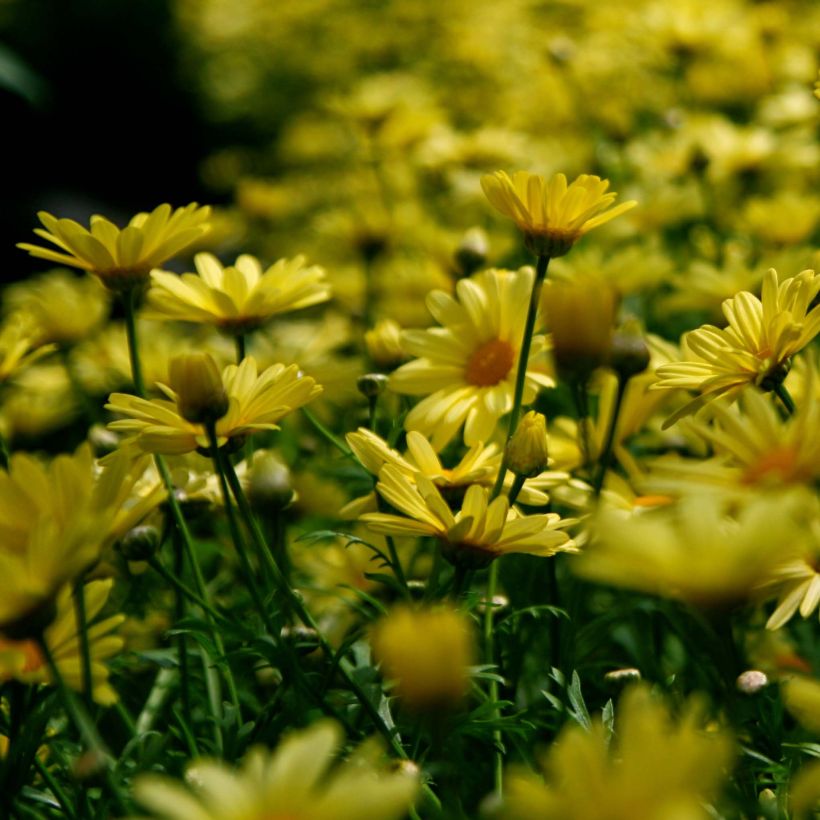 Euryops pectinatus - Zuid-Afrikaanse margriet (Flowering)