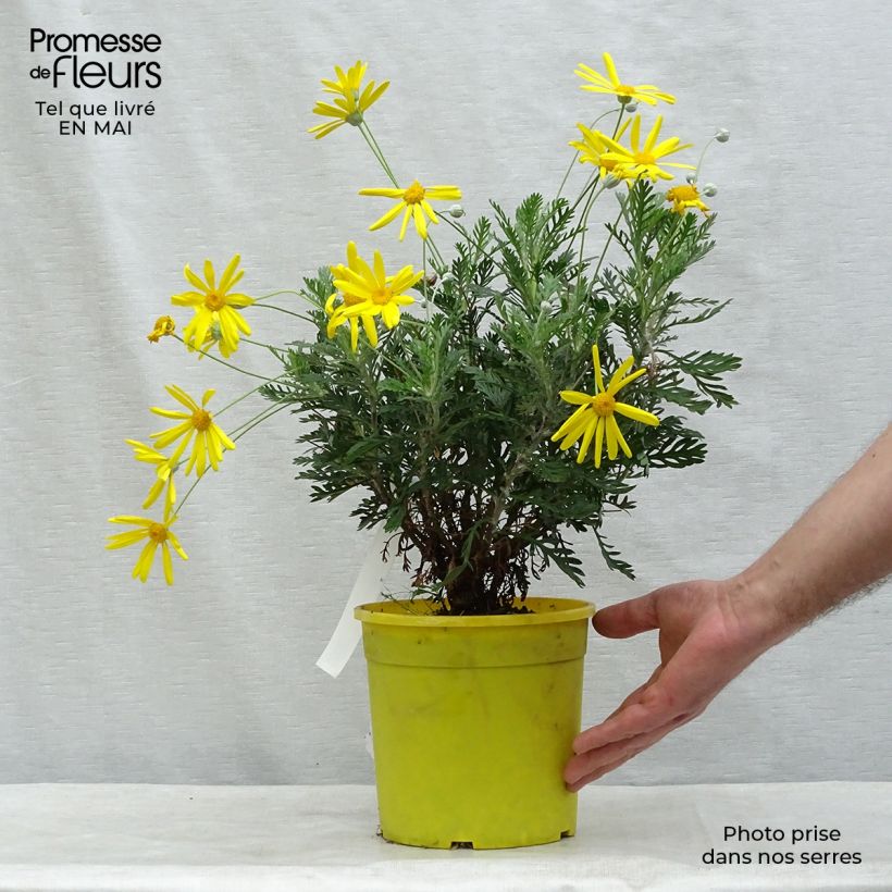 Exemplaar van Euryops pectinatus - Zuid-Afrikaanse margriet Pot van 2 l/3 l zoals geleverd in de lente