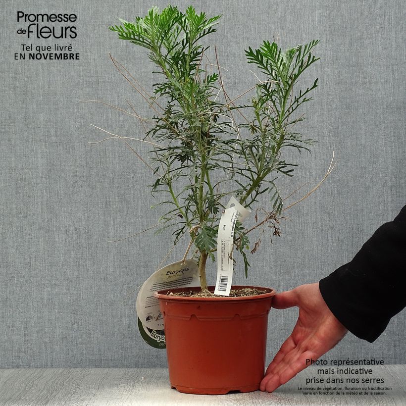 Exemplaar van Euryops pectinatus - Zuid-Afrikaanse margriet Pot van 2 l/3 l zoals geleverd in de herfst