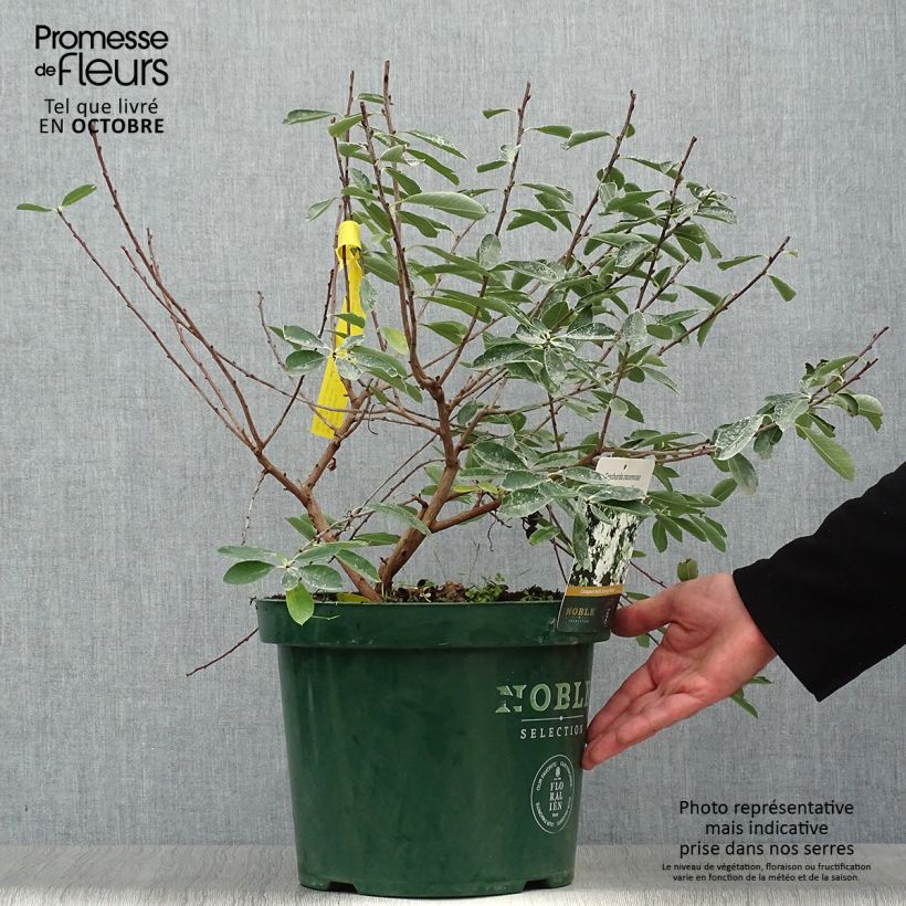 Exemplaar van Exochorda racemosa Niagara - Parelstruik Pot van 7,5 l/10 l zoals geleverd in de herfst