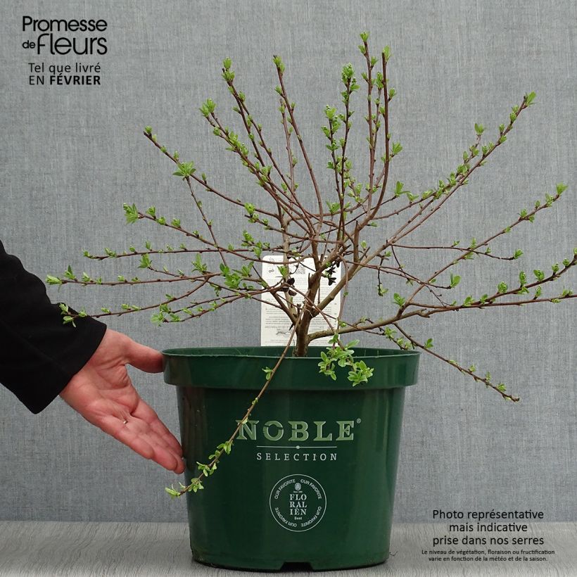 Example of Exochorda racemosa Niagara - Parelstruik Pot van 7,5 l/10 l as you get in hiver