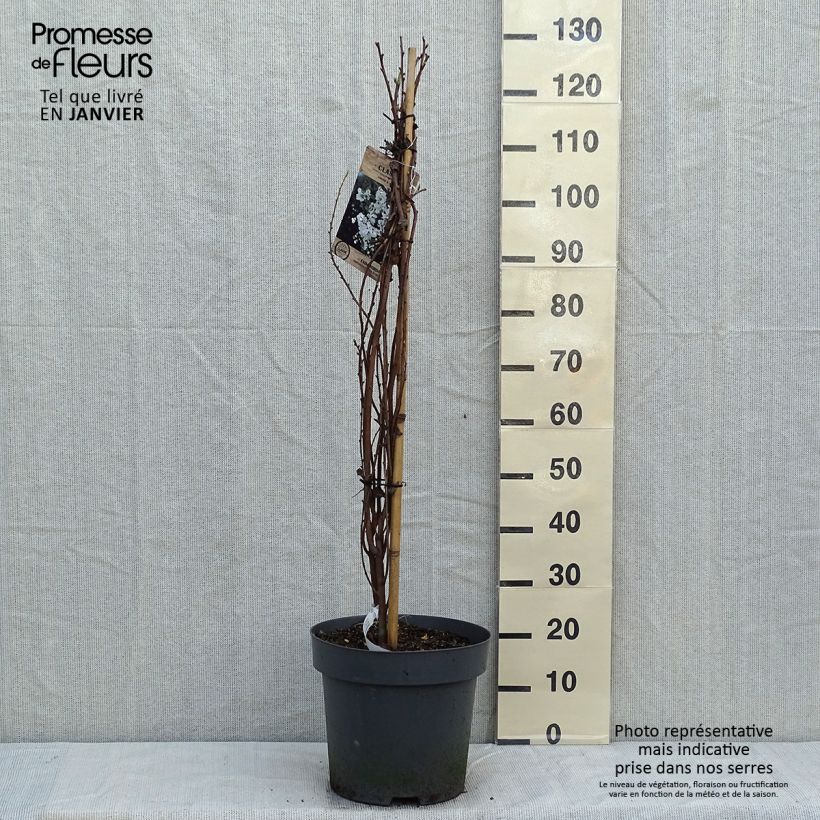 Example of Exochorda x macrantha The Bride Pot van 12 l/15 l as you get in hiver