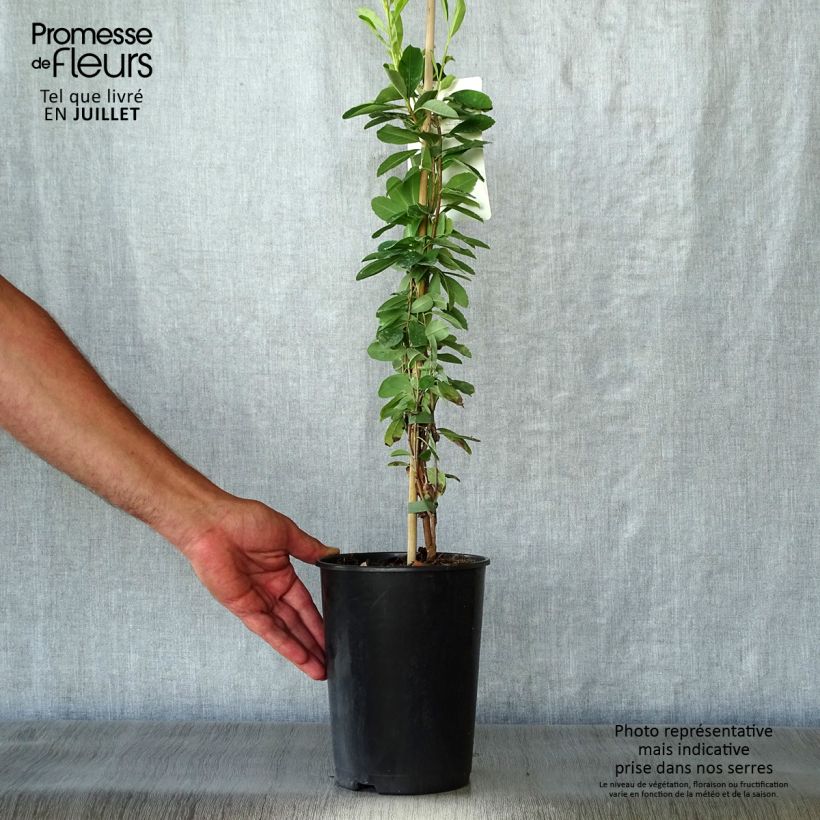 Exemplaar van Exochorda The Bride - Parelstruik Pot van 2 l/3 l zoals geleverd in de zomer