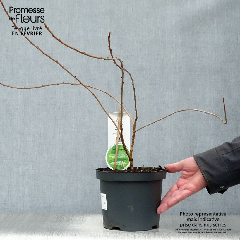 Example of Exochorda x macrantha The Bride Pot van 2 l/3 l as you get in hiver