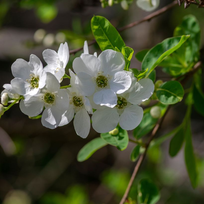 Exochorda racemosa Snow Mountain - Parelstruik (Flowering)