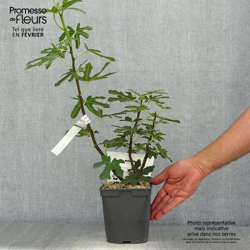 Exemplaar van Vijgenboom Marseillaise Pot van 2 l/3 l zoals geleverd in de herfst