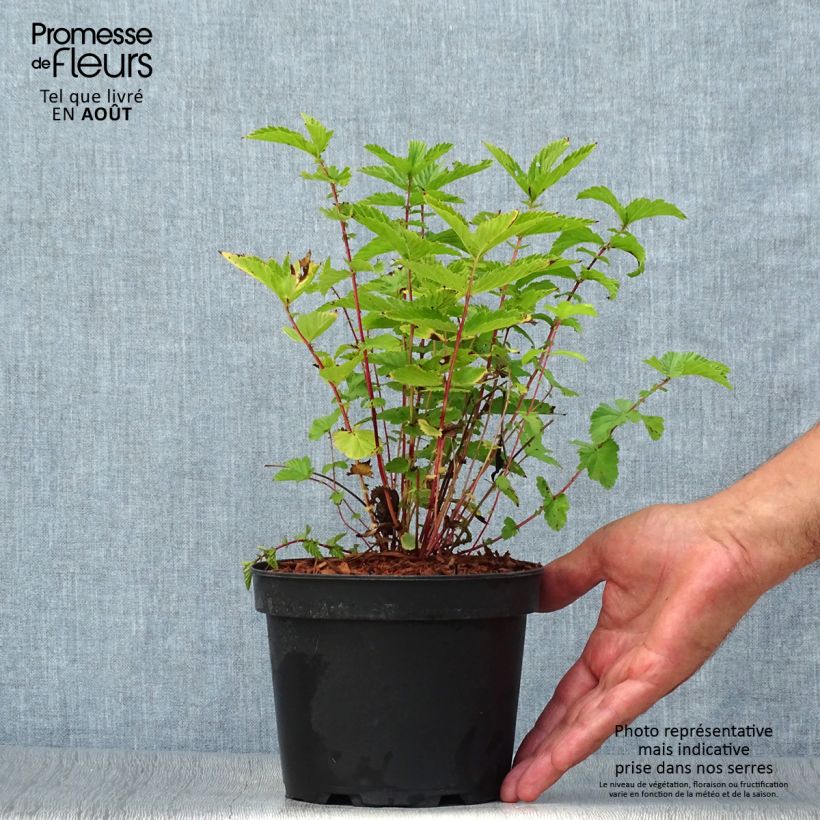 Exemplaar van Filipendula ulmaria - Moerasspirea Pot van 2 l/3 l zoals geleverd in de zomer