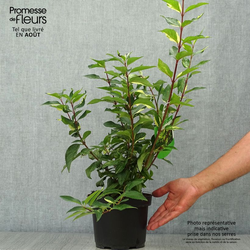 Exemplaar van Forsythia Variegata - Chinees klokje Pot van 3 l/4 l zoals geleverd in de zomer