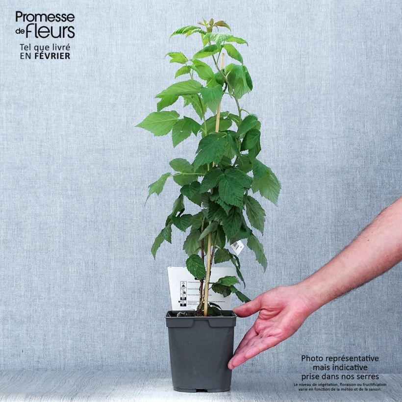 Exemplaar van Framboos Sanibelle (doordragend) Pot van 1 l/1,5 l zoals geleverd in de herfst