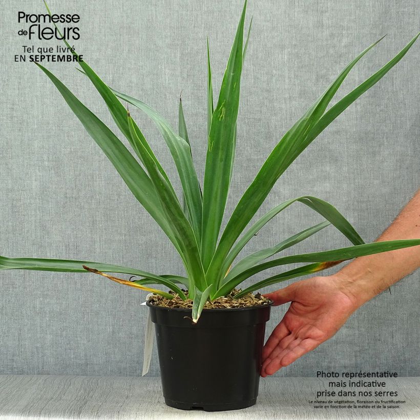 Exemplaar van Furcraea bedinghausii Pot van 3 l/4 l zoals geleverd in de herfst