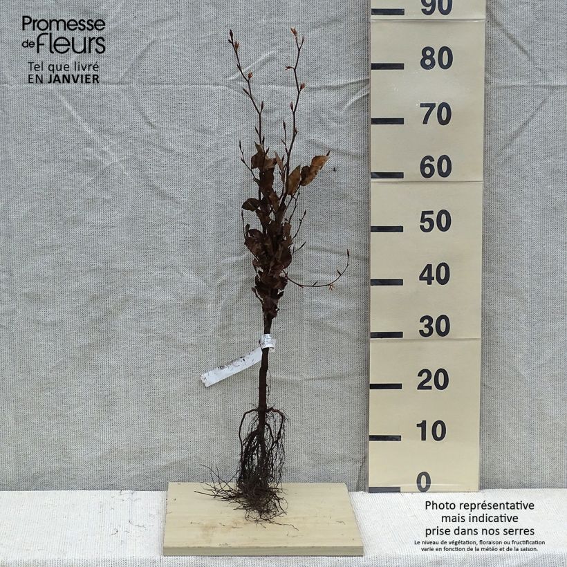 Example of Fagus sylvatica Atropurpurea - Koperbeuk Naakte wortel as you get in hiver