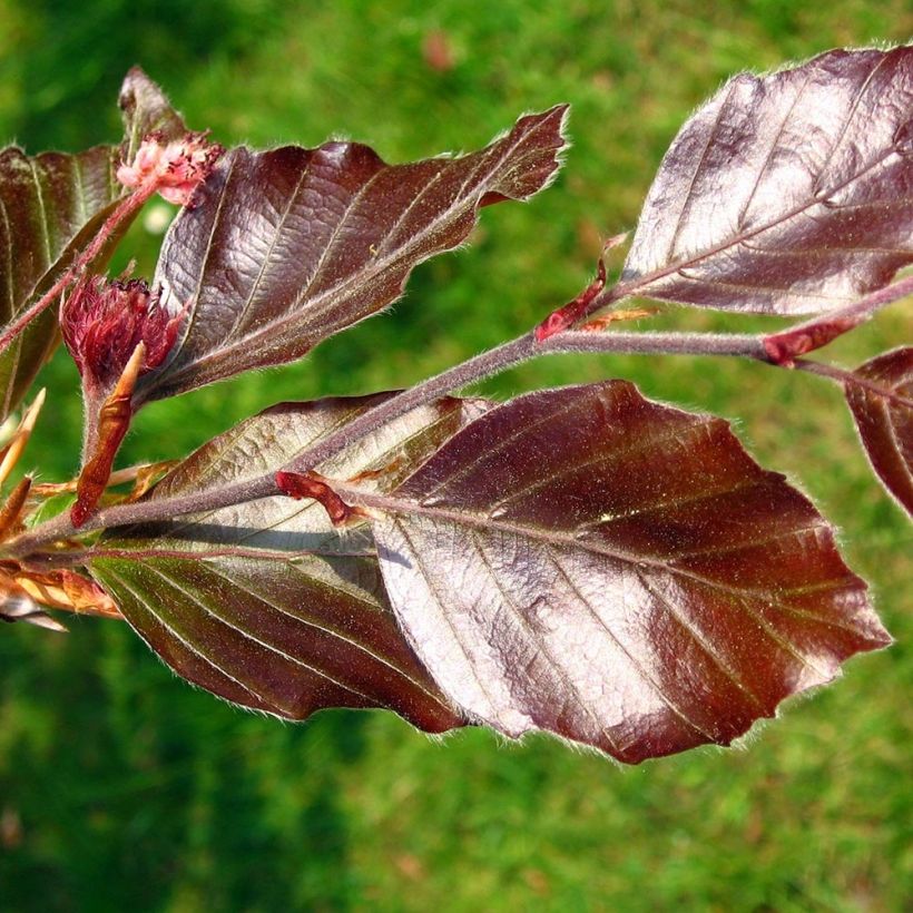 Fagus sylvatica Atropurpurea - Koperbeuk (Foliage)