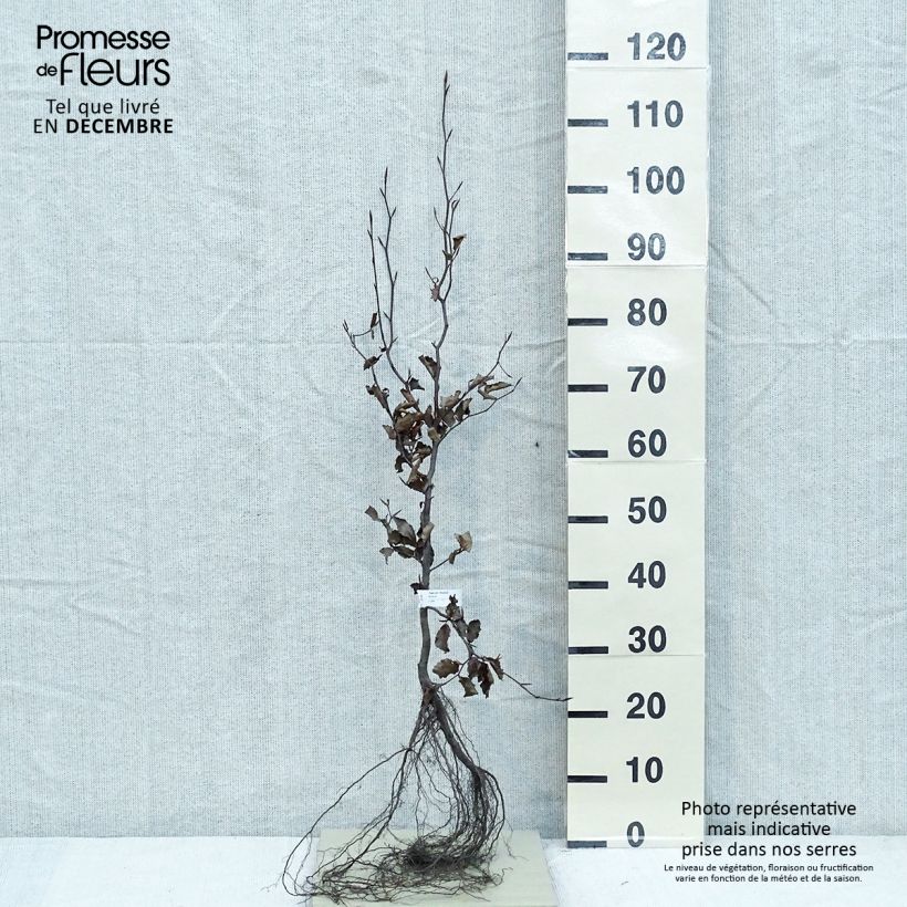 Example of Fagus sylvatica Atropurpurea - Koperbeuk Naakte wortel as you get in hiver