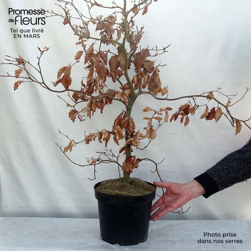 Example of Fagus sylvatica Atropurpurea - Koperbeuk Pot van 4 l/5 l as you get in hiver