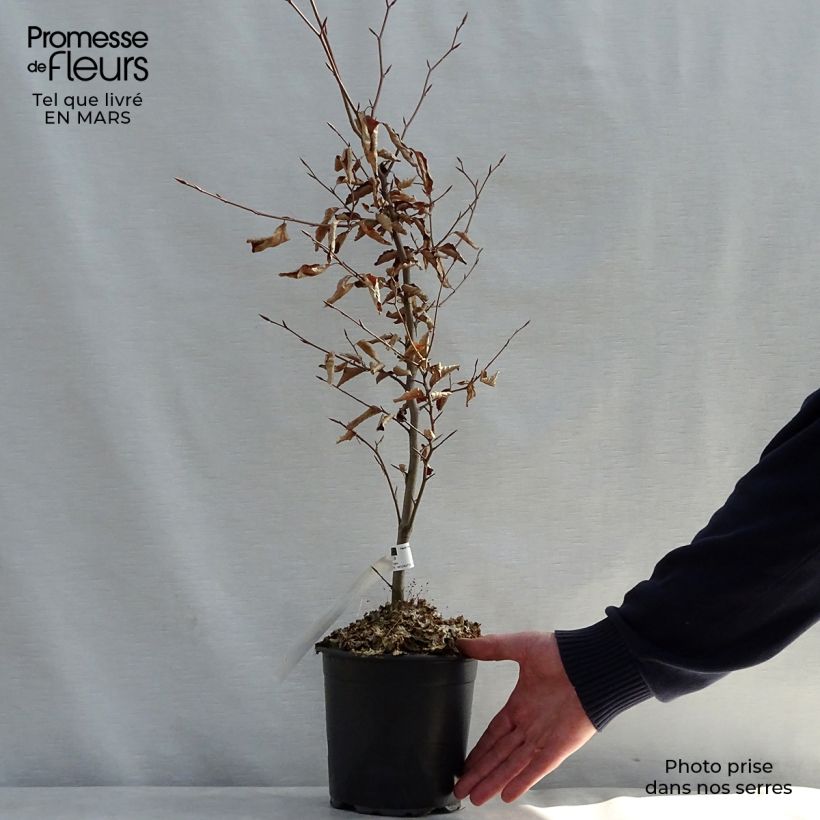 Exemplaar van Fagus sylvatica Atropurpurea - Koperbeuk Pot van 2 l/3 l zoals geleverd in de lente