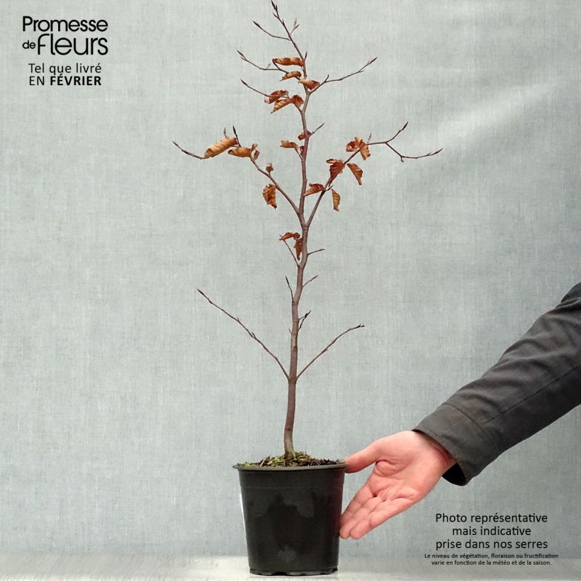 Example of Fagus sylvatica Atropurpurea - Koperbeuk Pot van 2 l/3 l as you get in hiver