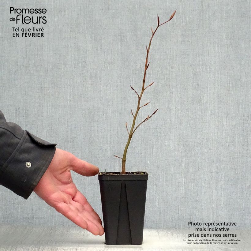 Example of Fagus sylvatica Atropurpurea - Koperbeuk Kweekpotje van 8/9 cm as you get in hiver