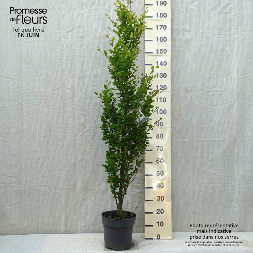 Exemplaar van Fagus sylvatica Callista - Beuk Pot van 7,5 l/10 l zoals geleverd in de lente
