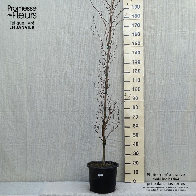 Example of Fagus sylvatica Dawyck Gold - Hêtre fastigié doré Pot van 7,5 l/10 l as you get in hiver