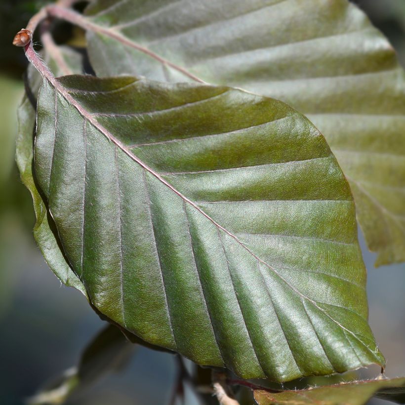 Fagus sylvatica Dawyck - Zuilbeuk (Foliage)