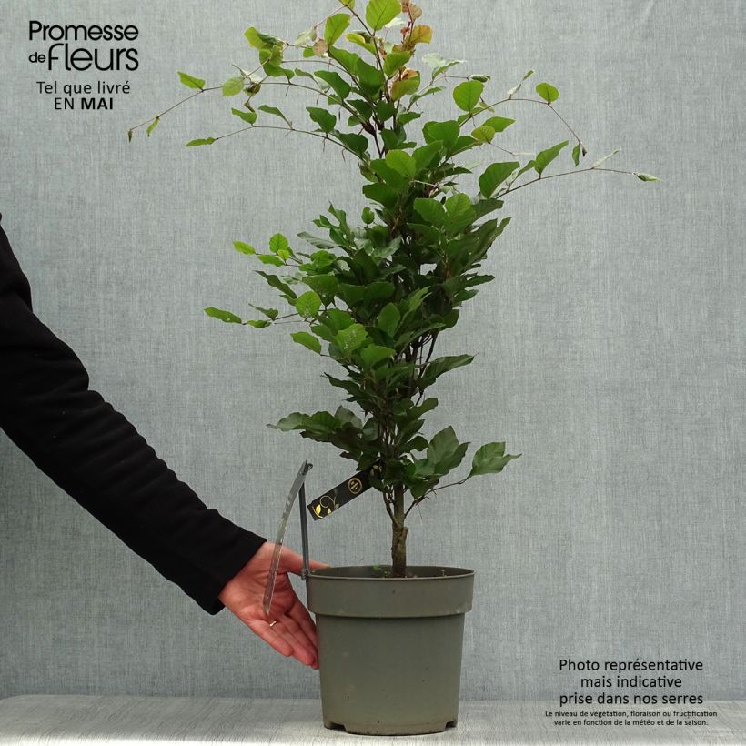 Exemplaar van Fagus sylvatica Dawyck Purple - Zuilvormige koperbeuk Pot van 4 l/5 l zoals geleverd in de lente