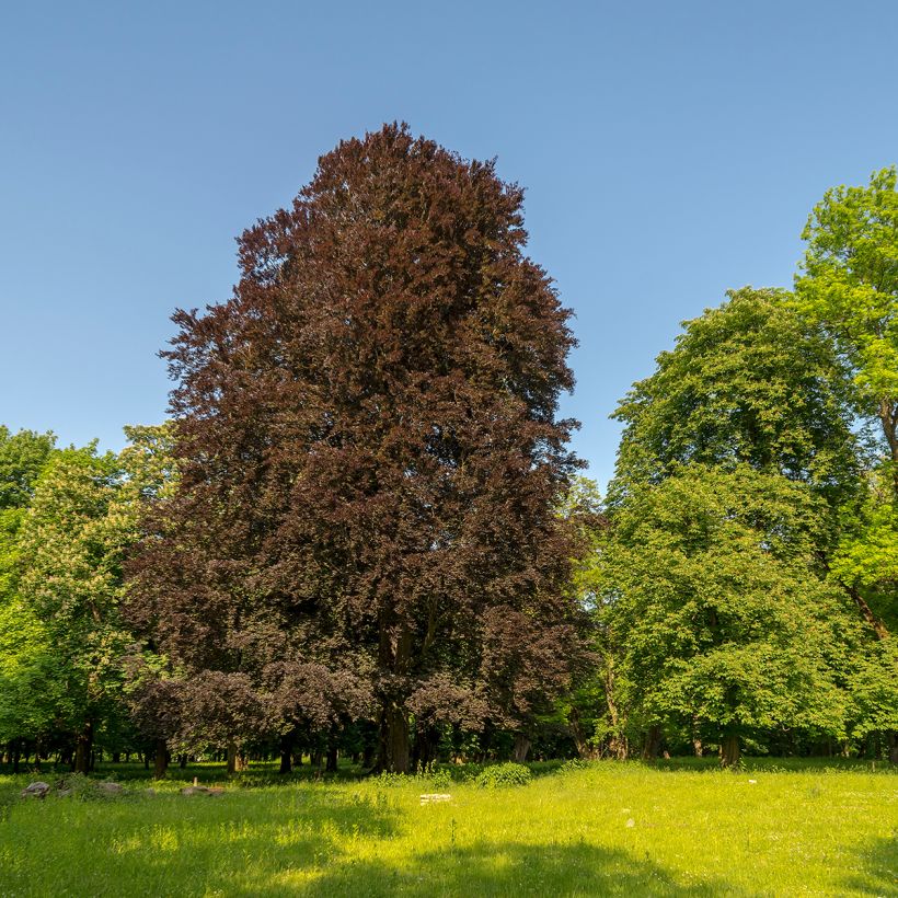 Fagus sylvatica Dawyck Purple - Zuilvormige koperbeuk (Plant habit)
