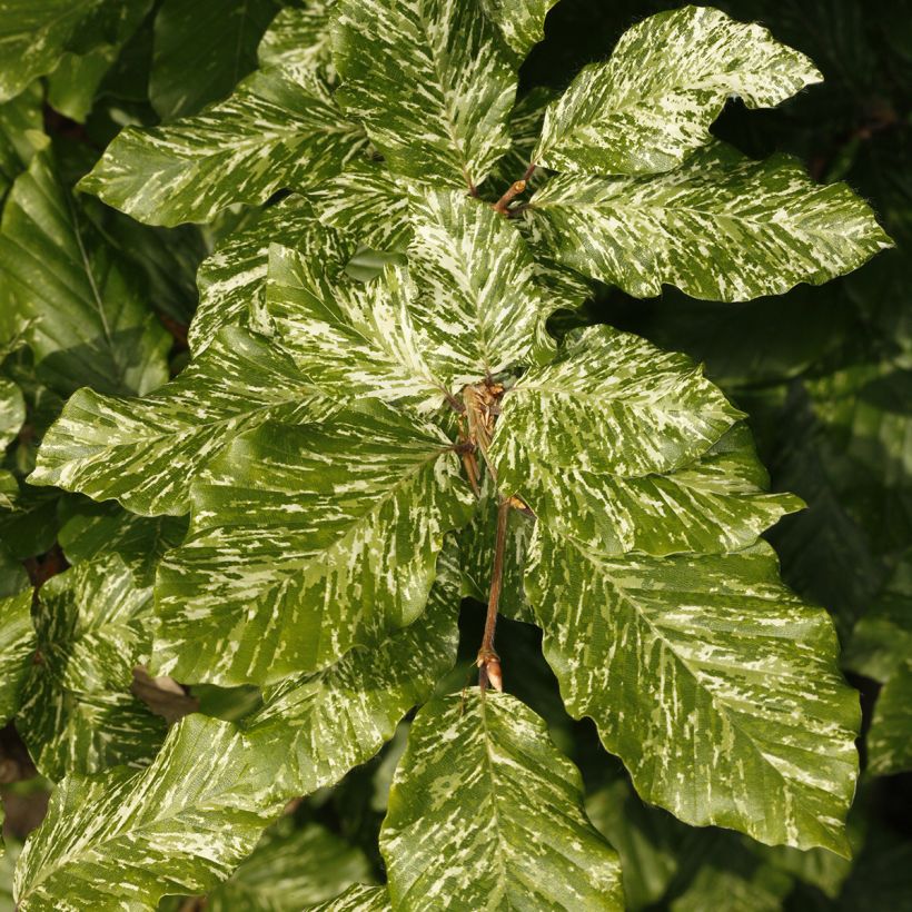 Fagus sylvatica Marmor Star - Bonte beuk (Blad)
